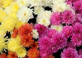 Powiat grójecki: Kwiaty dla bohaterów