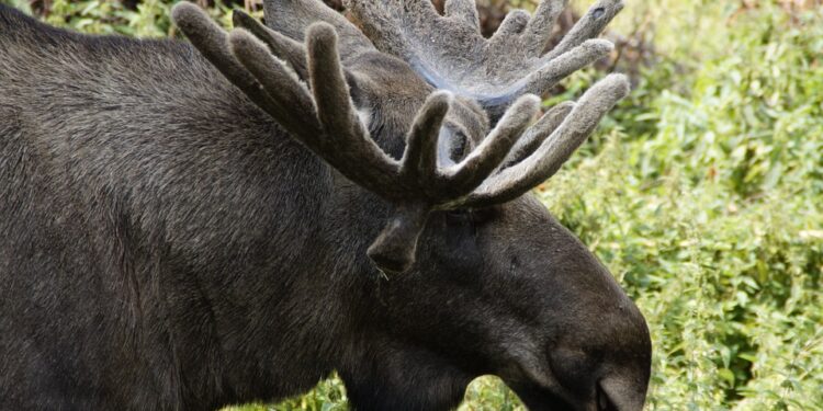 Powiat grójecki: Łoś na drodze
