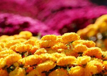 Powiat radomski: Barwna jesień