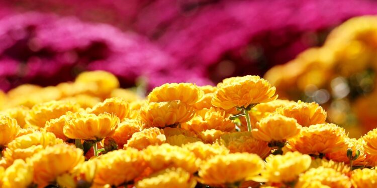 Powiat radomski: Barwna jesień