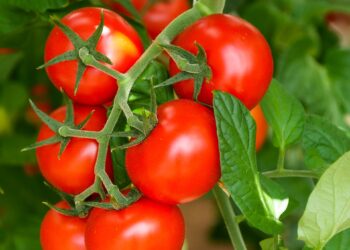 Powiat kozienicki: 300 miejsc pracy na Nowy Rok!