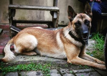 Pies służbowy - Nadit