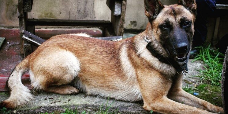 Pies służbowy - Nadit