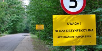 Radomskie: Woda i świnie