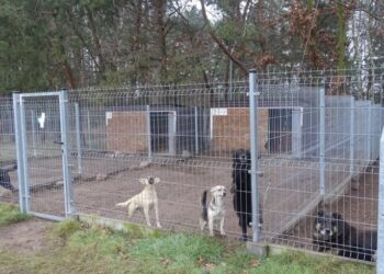 Powiat zwoleński: Pomoc dla kotów i psów