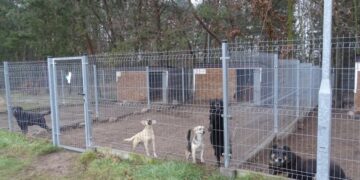 Powiat zwoleński: Pomoc dla kotów i psów