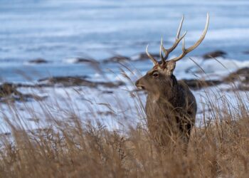 Radomskie: Czworonożni intruzi na drogach