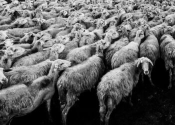 Radomskie: Liczenie owiec