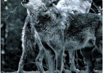 Radomskie Lasy: Wilczyca skonała we wnykach