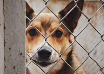 Radom: Wspomóż bezdomniaki!