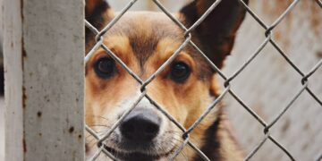 Radom: Wspomóż bezdomniaki!