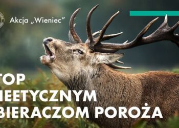 Lasy Państwowe: Rozpoczęła się akcja „Wieniec”!