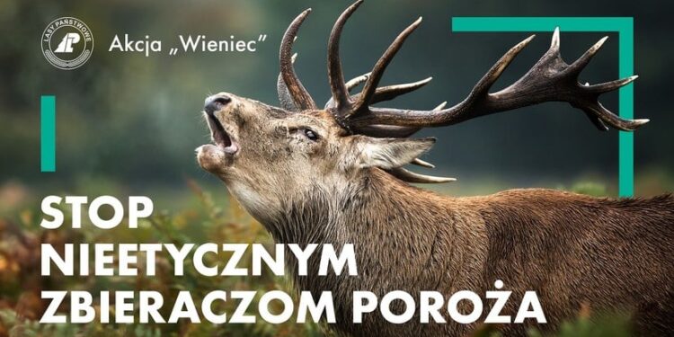Lasy Państwowe: Rozpoczęła się akcja „Wieniec”!