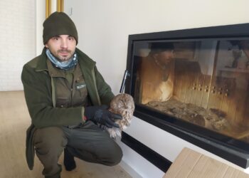 Radomskie: Halo? Dziwne zwierzę w kominku! Aktualizacja!