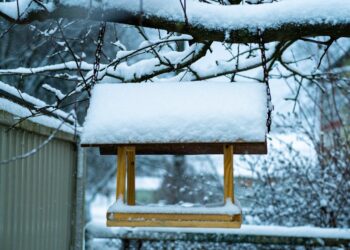 Radomskie: Zimowe stołówki zwierząt