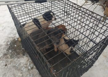 Radom: Eko Patrol zabrał psy 80-latce