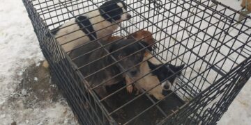 Radom: Eko Patrol zabrał psy 80-latce