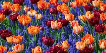 Powiat Lipski: Seniorzy proszeni do tańca… kwiatów!