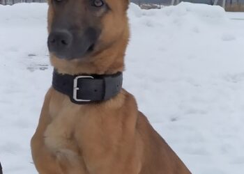 Radom: Odyseja na tropie!