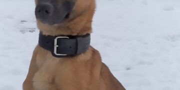 Radom: Odyseja na tropie!