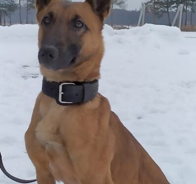 Radom: Odyseja na tropie!