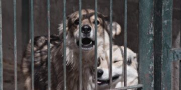 Radom: Będzie remont w schronisku!