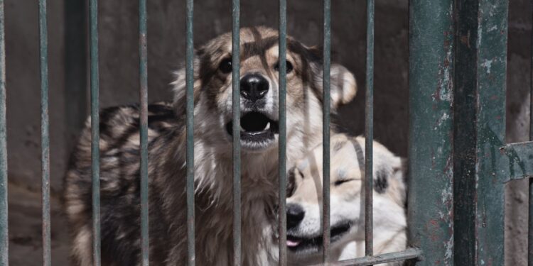 Radom: Będzie remont w schronisku!