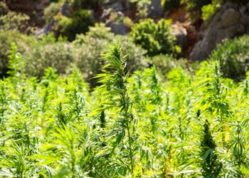 Powiat lipski: Uprawy pod specjalnym nadzorem