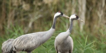 Powiat białobrzeski: Skrzydlata wiosna