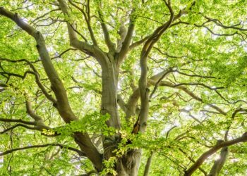 Warka: Jubileuszowy pomnik przyrody