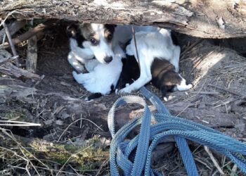 Powiat szydłowiecki: Szczęśliwy finał psiej historii