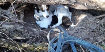 Powiat szydłowiecki: Szczęśliwy finał psiej historii