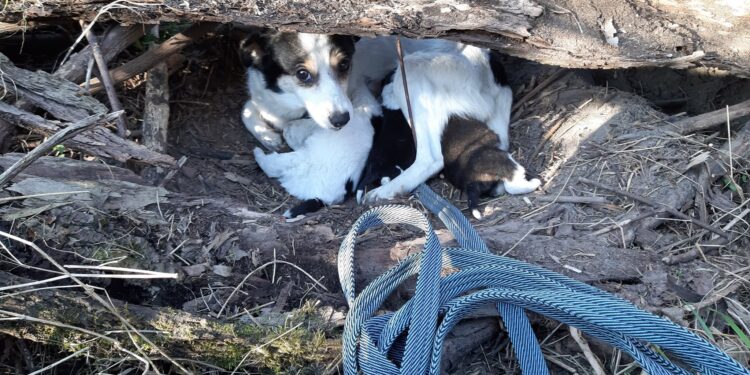 Powiat szydłowiecki: Szczęśliwy finał psiej historii