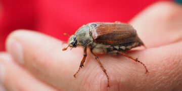 Powiat kozienicki: Owady niepożądane