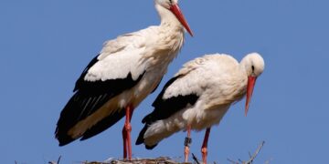 Powiat radomski: Bociani big brother