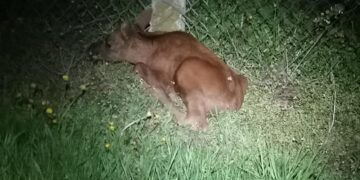 Powiat grójecki: Małe łosie nie mogły dołączyć do matki – pomogli strażacy!