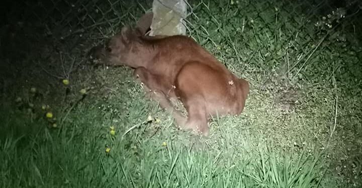 Powiat grójecki: Małe łosie nie mogły dołączyć do matki – pomogli strażacy!