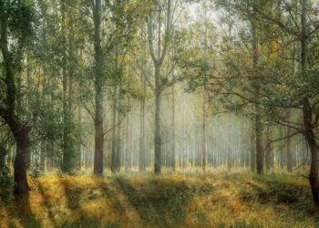 Radomskie: „Zanocuj w lesie”!