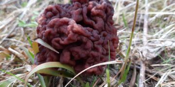 Radomskie: Grzyby wiosenne