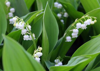 Radomskie: Konwalia majowa