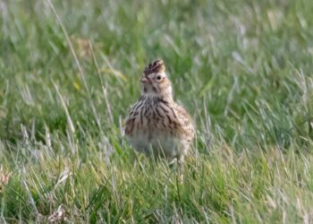 Radomskie: Posłaniec wiosny