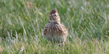 Radomskie: Posłaniec wiosny