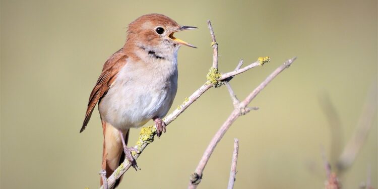 Radomskie: Słowicze trele
