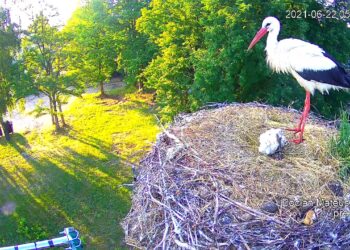 Powiat radomski: Smutne wieści z bocianiego gniazda