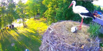 Powiat radomski: Smutne wieści z bocianiego gniazda