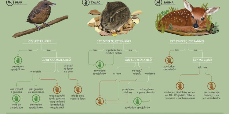 Region radomski: Nie zabierajmy ptasich dzieci z lasów!