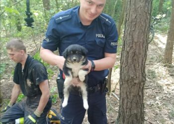 Powiat radomski: Szczenięta w lisiej norze!