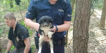 Powiat radomski: Szczenięta w lisiej norze!