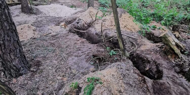 Powiat radomski: Szczenięta w lisiej norze!