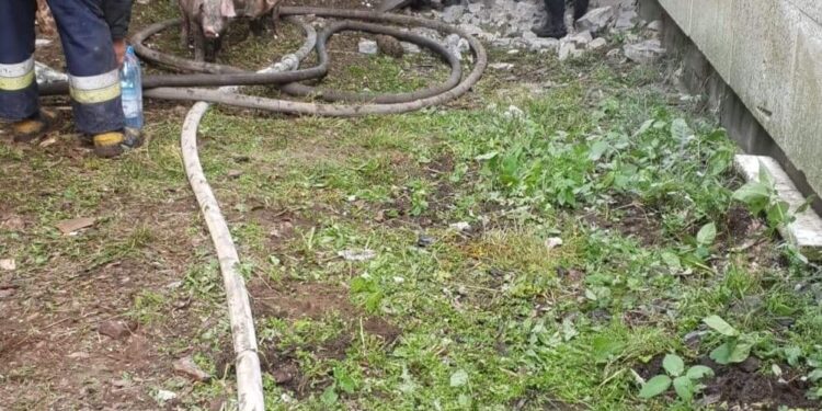 Powiat Radomski: Pożar chlewni w Jedlance Nowej – Galeria – Video